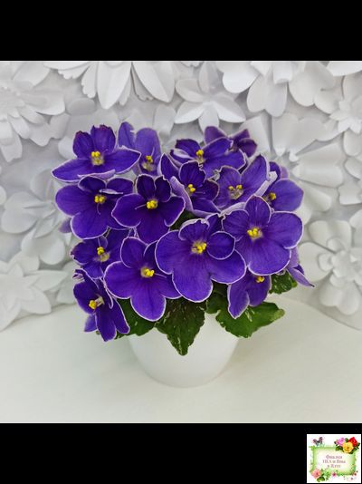 АВ-Контрольный Выстрел (Фиалковод) 2020 г. (пестролистный гёрл)