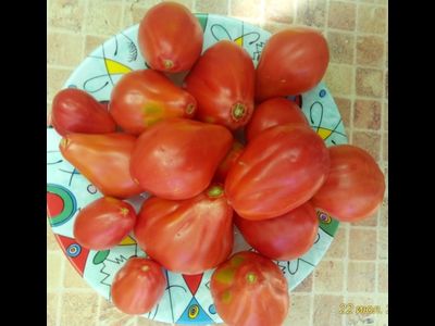 Томат Трюфель густо-малиновый