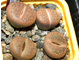 Lithops aucampiae (Kuruman form) C332 (MG-1546.4)