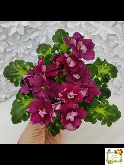 ВаТ-Супер Мама (Т.Валькова) 2020 г.