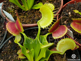 Dionaea muscipula Crested petioles