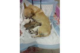 Хирургия . Кастрация и Стерилизация животных