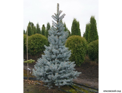 Ель колючая Глаука Глобоза фото в ландшафте красовский-сад.рф