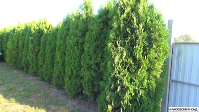 Туя Кинг Смарагд - King of Smaragd