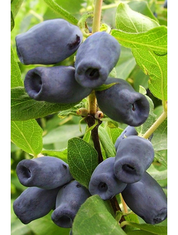 Жимолость Кувшиновидная