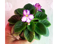 50) ЛЕ- Лунная Радуга (мини)