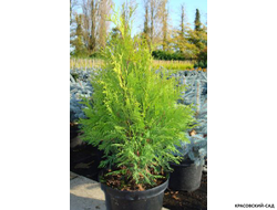 Туя Санкист - Sunkist