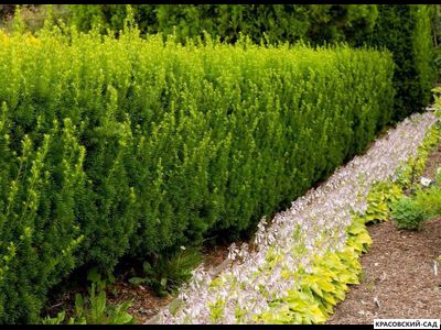 Тис средний Хилли - Hillii