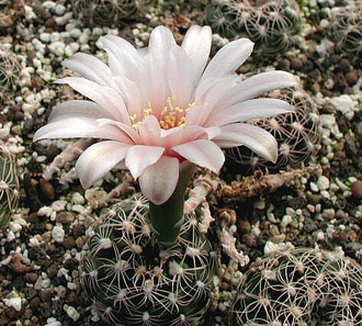 Gymnocalycium calochlorum VG-484 (D=10мм)