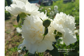 Принцесса Брайт