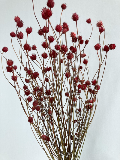 Скабиоза вишневая