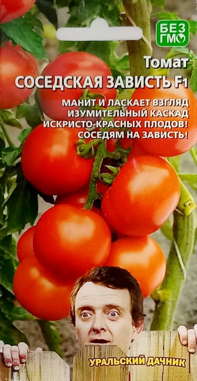 Сорт томата соседская. Томат соседская зависть Уральский Дачник. Помидоры соседская зависть. Зависть соседа помидоры. Томат соседская зависть характеристика.