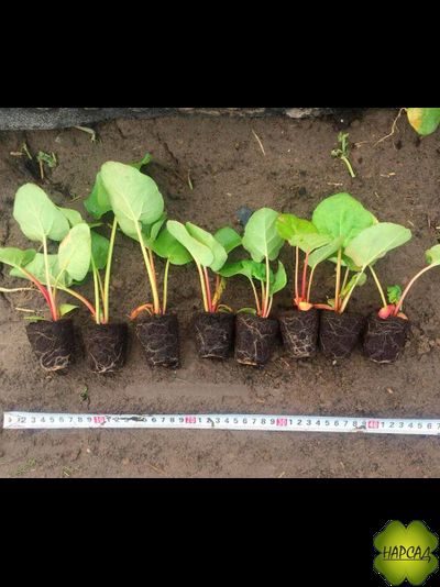 РЕВЕНЬ Рассада