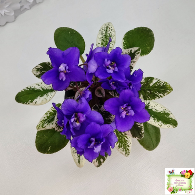 Hodss-Norway (Яна Ходченко) 2019 г. (пестролистный лонг)