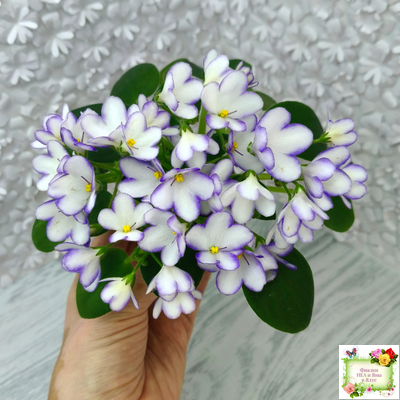 2А-Проба Пера (Е. Кольцова) 2024 г.