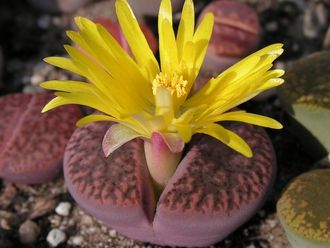 Lithops bromfieldii v.glaudinae 'Rubroroseus' C393A (MG-1559.3) - 10 семян