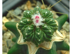 Aztekium  ritteri PP 566 (d=18-20)