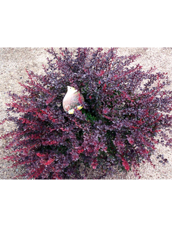 Барбарис Тунберга Atropurpurea Nana