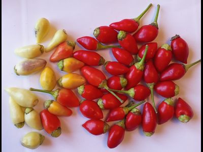 Перец острый Barra do Ribeiro