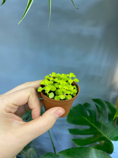 Суккуленты