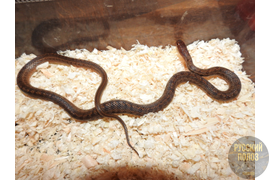 Полоз узорчатый, узорка, Elaphe dione