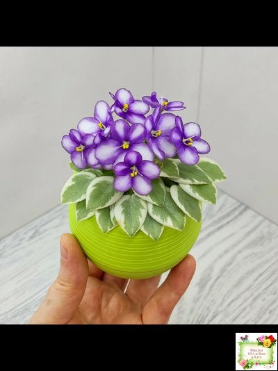 Rob's Lucky Penny (R.Robinson) (05/31/1997) листовая химера (пасынок сорт укоренённый)