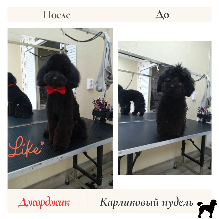 Пудель ДЖОРДЖ