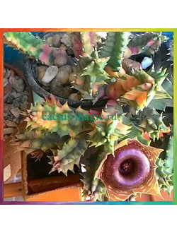 Huernia zebrina f. variegata