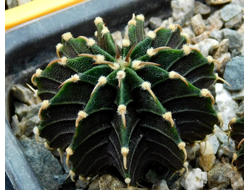 Gymnocalycium friedrichii LB 2178 (D=30-35mm)