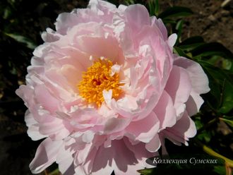 Пион Orchid Anne (Орхид Энн)