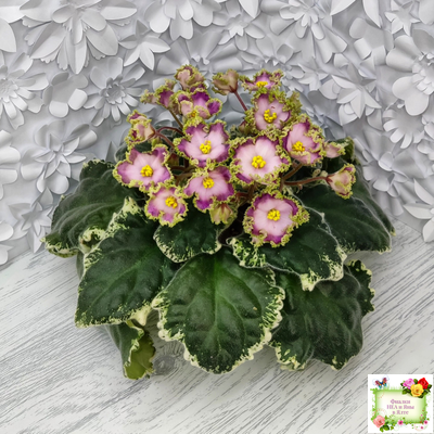 НД-Вербена (Н. Данилова-Суворова) 2021 г.