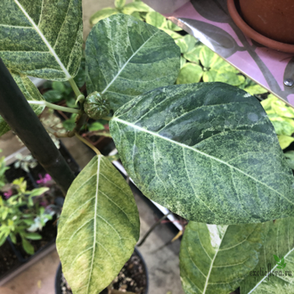 Ficus septica "gold splash" / фикус септика голд сплеш