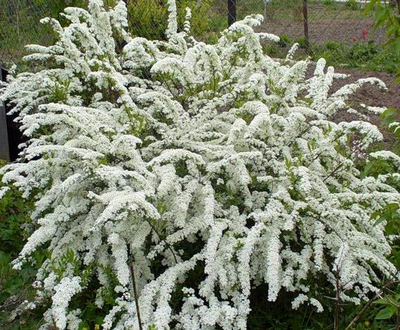 спирея серая "грефшейм"