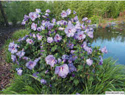 Гибискус Марина - Marina