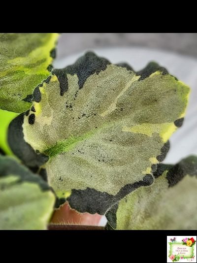 Harmony's Little Stinker-2 (Harmony) листовая химера