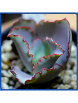 Echeveria rubromarginata, Esperanza