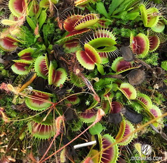 Dionaea muscipula H52