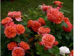 Эмильен Гийо  (Emilien Guillot), шраб. Massad