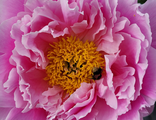 Paeonia Queen bee