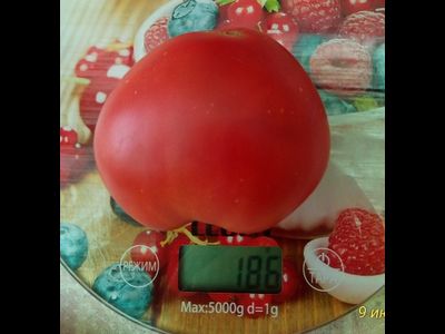 Томат Буденовка розовая