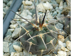 Gymnocalycium bruchii v. niveum VG 536