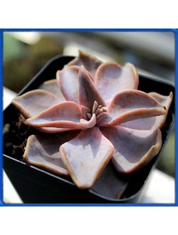 Echeveria rodolfii, Santa Engracia