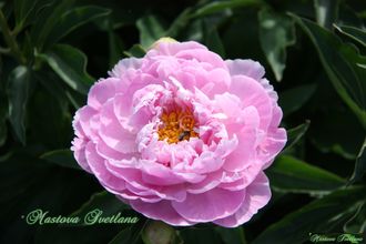 Paeonia Think pink
