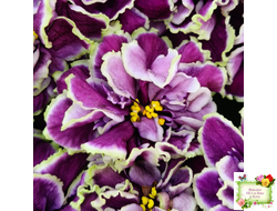 ВаТ-Классический Вкус (Т. Валькова) 2019 г.