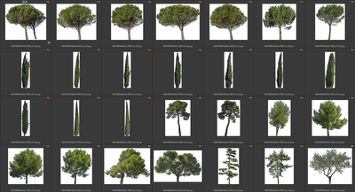 Деревья летние хвойные