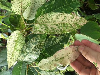 Ficus Altissima ‘New Clon’ / фикус алтиссима нью клон