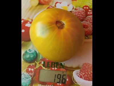 Томат Зеленый ананас (Green Pineapple), США