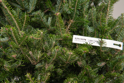 Пихта Фразера 1,75 - 2 м