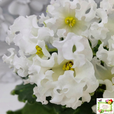 Dn-Macabeo (Д. Денисенко) 2019 г. (укоренённый лист)