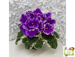 Dn-Юная Француженка (Д. Денисенко) 2016 г.